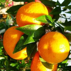 Mandarin nain