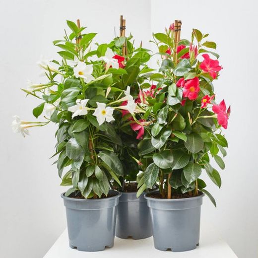 Mandevilla Dipladenia Sundaville Trepadora