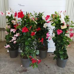 Mandevilla Dipladenia Sundaville Trepadora