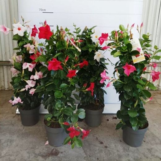 Mandevilla Dipladenia Sundaville Trepadora