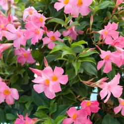 Mandevilla Dipladenia Sundaville Trepadora
