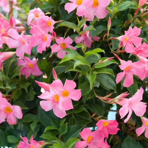Mandevilla Dipladenia Sundaville Trepadora