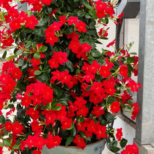 Mandevilla Dipladenia Sundaville Trepadora