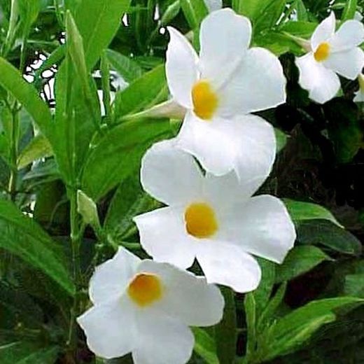 Mandevilla Dipladenia Sundaville Trepadora