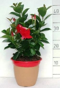 Mandevilla Rio Deco