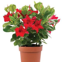 Mandevilla Rio Deco