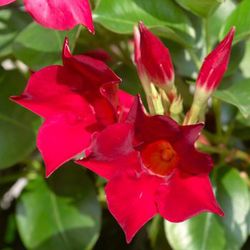 Mandevilla Rio Deco
