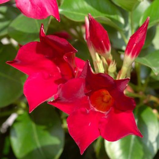 Mandevilla Rio Deco