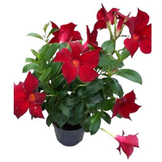 Mandevilla Sundaville Deco