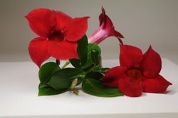 Mandevilla Sundaville Deco