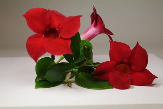 Mandevilla Sundaville Deco
