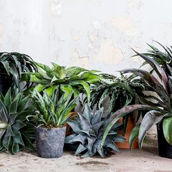 Mangave Collection