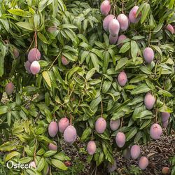 Mango Osteen