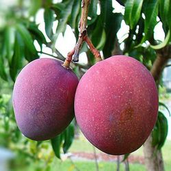Mango Tommy Atkins
