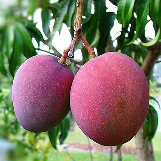 Mango Tommy Atkins