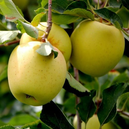 Manzanos Golden Delicius
