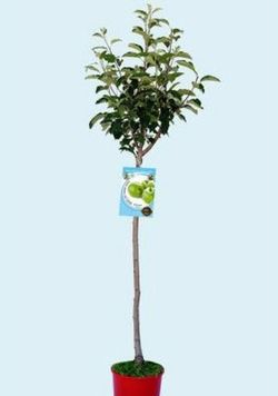 Manzanos Granny Smith