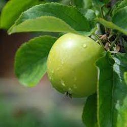 Manzanos Granny Smith