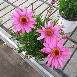 Margaritas de colores