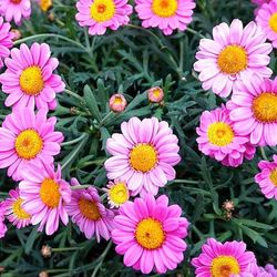 Margaritas de colores