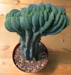 Myrthillocactus Cristata