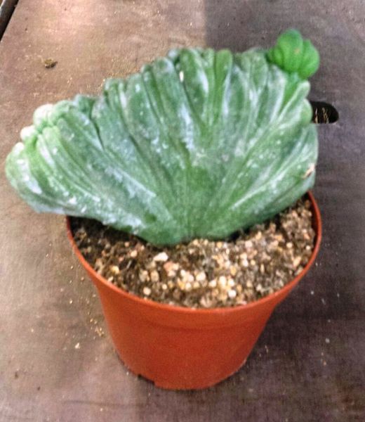 Myrthillocactus Cristata