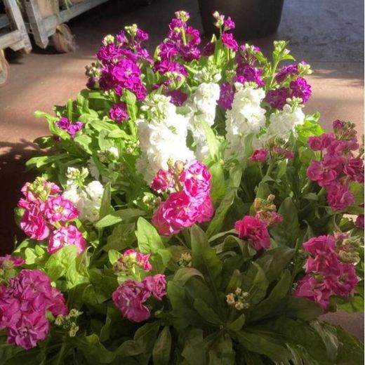 Matthiola Incana Alheli Caja 10 uds.