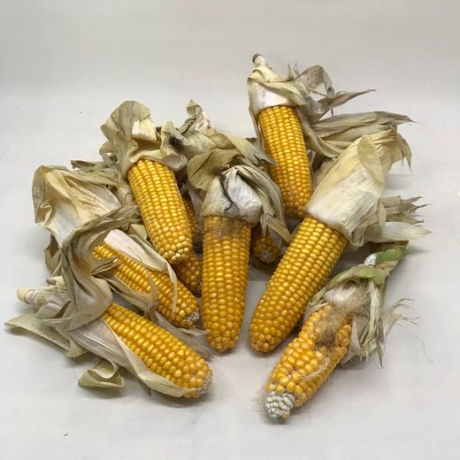 Mazorcas Maiz Decorativas