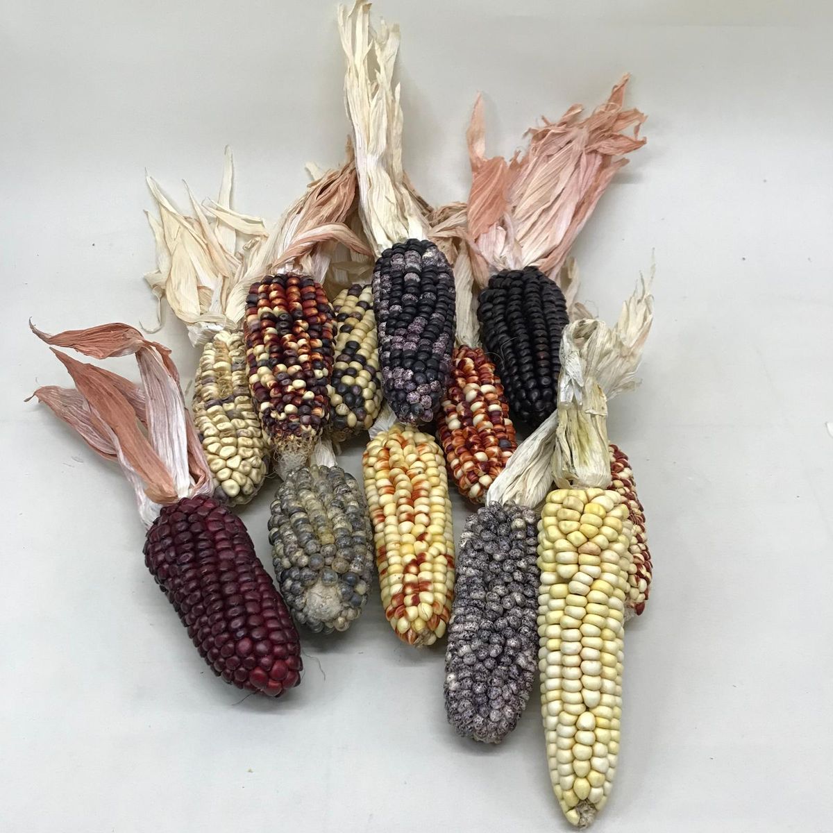 Mazorcas Maiz Mini Colores 12 unidades Mazorcas Mix