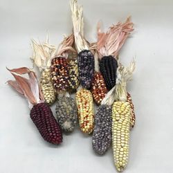 Mazorcas Maiz Mini Colores 12 unidades