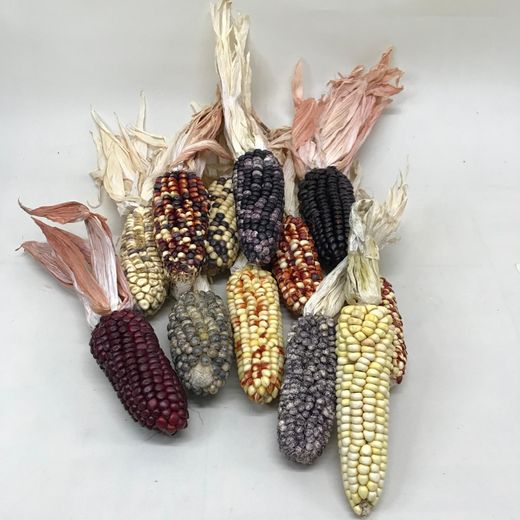 Mazorcas Maiz Mini Colores 12 unidades