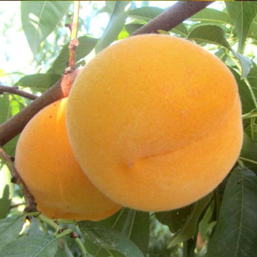 Melocotonero de Calanda