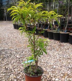 Melocotónero Enano Paraguayo