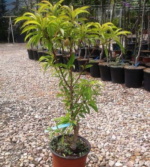 Melocotónero Enano Paraguayo
