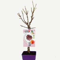 Presseguer Nan Crimson Bonfire