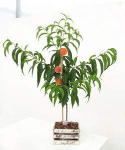 Melocotonero Enano Amarillo