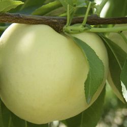 Melocotoneros Enanos Ice Peach Novedad Mundial