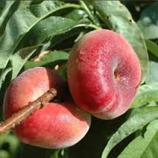 Melocotoneros Paraguayos