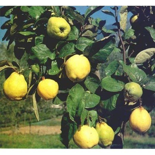 Membrilleros Gigantes de Wranja