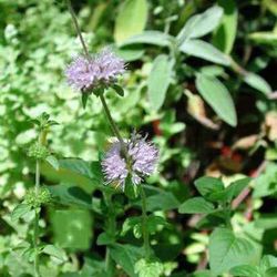 Menta Cervina