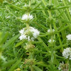 Menta Cervina