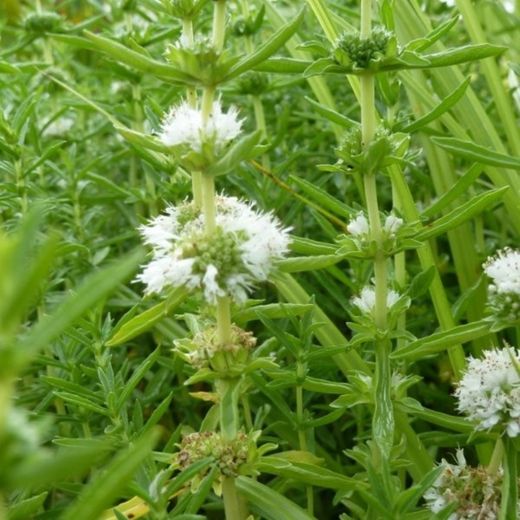 Menta Cervina