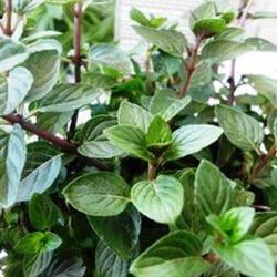 Menta Chocolate Bio