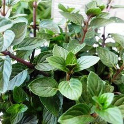 Menta Chocolate Bio