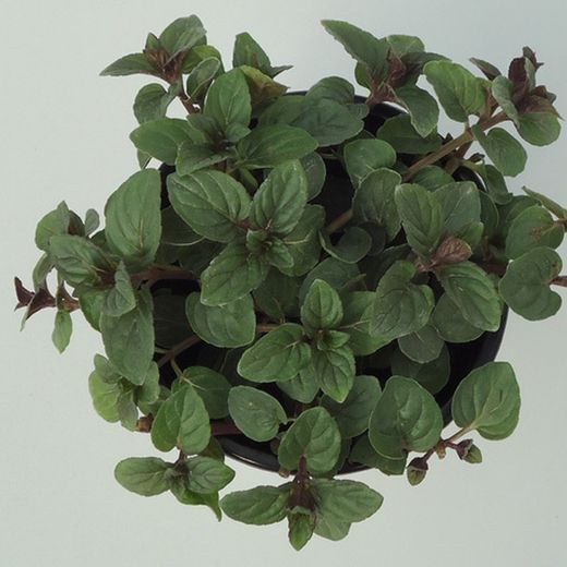 Menta Chocolate Bio