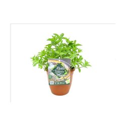 Menta Ibicenca
