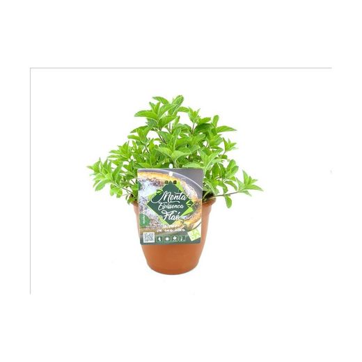 Menta Ibicenca