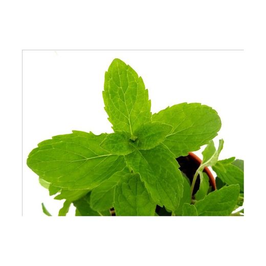 Menta Ibicenca