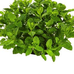 Menta per Mojitos Bio