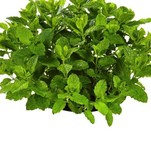 Menta per Mojitos Bio